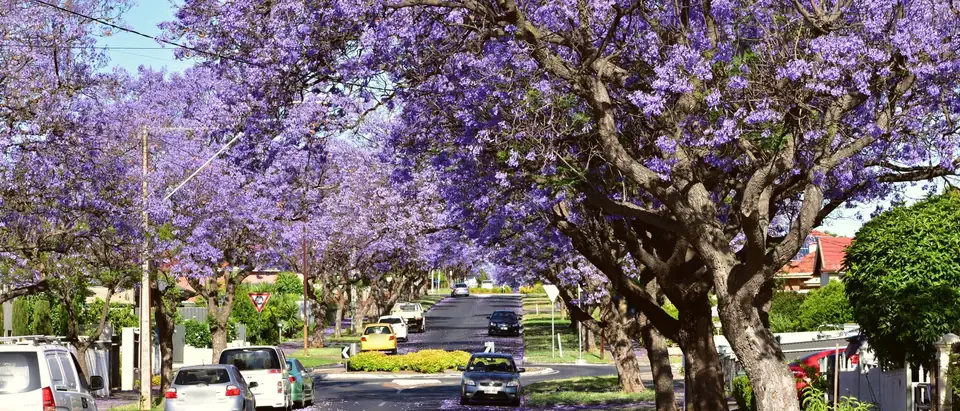 A suburban street lined with flowering jacaranda trees