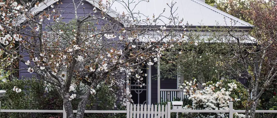 A weatherboard cottage behind a white picket fence and blossoming trees